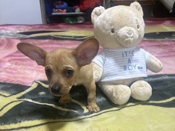 Chihuahua – Adorable Chihuahua and Dachshund Mix Puppy for Sale! 🐾 – San Francisco