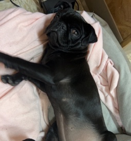 black female pug