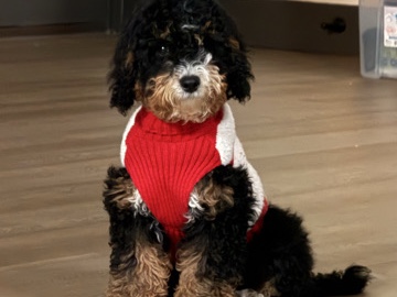 Mixed Breed – Bernedoodle Cavapoo – Little Rock