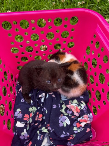 Newborn kittens