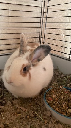 Lionhead – Rabbit needs loving home!