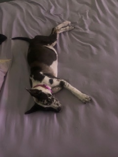 Rehoming Puppy