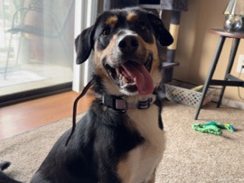 Mixed Breed – Need To Rehome – Sharon