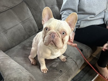 French Bulldog – French bull dog looking for home with older children – Langport