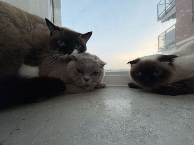 Siamese – 🐱 Lieve Half Siamese – broer en zus katten – Wassenaar