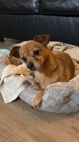 Chihuahua – Chihuahua mixed