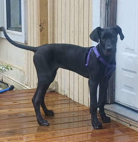 Great Dane – Akc Great Dane female