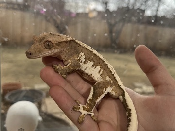 Lilly white crested gecko 