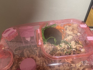 Hamster – Hamster – Memphis