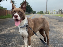 Mixed Breed – 🐾 Meet Dipsy: A Big-Hearted Girl Looking for Her Forever Home! 🐾 – Cleburne