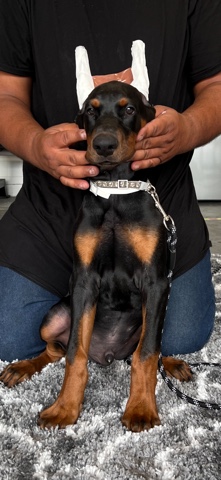 Doberman Pinscher – 12 week Puppy