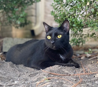 American Shorthair – Black Bombay female cat