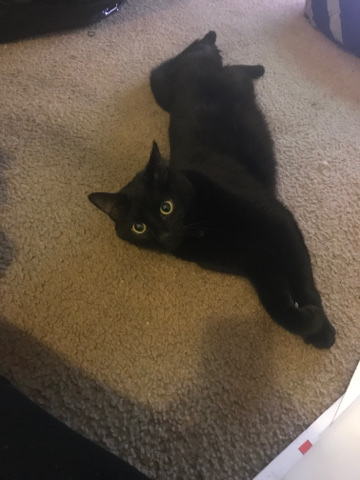 American Shorthair – midnight