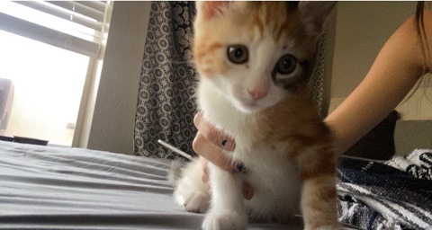 calico kitten
