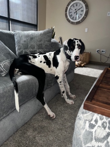 Great Dane – Great Dane- purebred 7 months