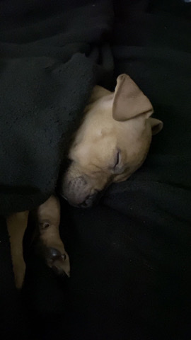 American Pit Bull Terrier – selling a pit bull mixed red nose/Brunel very p