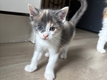 Russian White, Black and Tabby – Kittens – Portsmouth