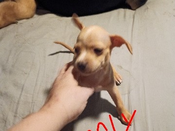 Chihuahua – Heartbeat At My Feet – Phoenix