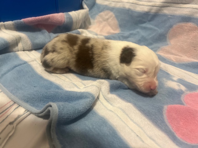 Australian Shepherd – Australian shepherd puppies