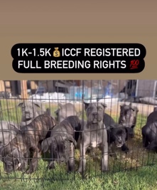Cane Corso – Cane Corsos For sale