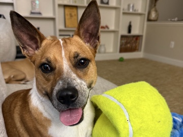 Australian Cattle Dog – Chicken!! – Gaithersburg