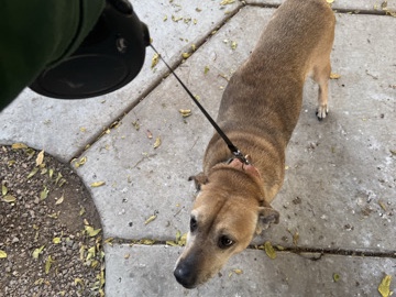 Indian pariah dog – Dog for rehome