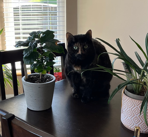 American Shorthair – very sweet, special needs cat