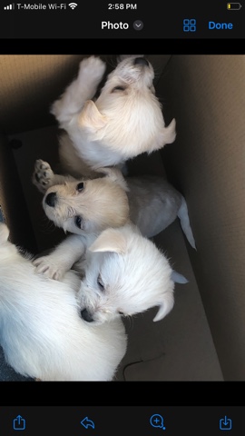 Poodle – poodle malteze mix chihuahua