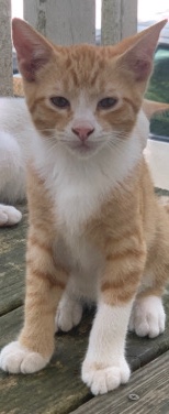 Siamese – kitten for sale