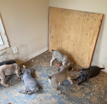 Cane Corso – Cane Corso puppies