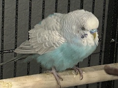 Parakeet – Light Blue/White Parakeet! Anyone in Tracy CA?