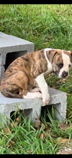 American Bulldog – American Bulldog