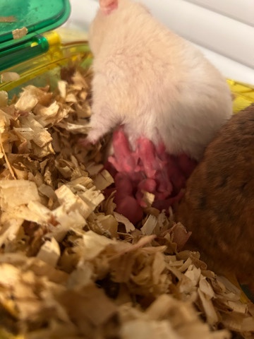Fancy hamsters for sale in South Florida