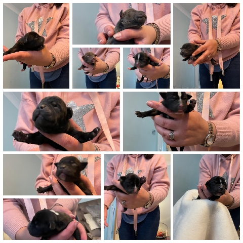 American Staffordshire Terrier – staffy Puppies Available