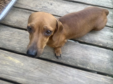 Dachshund – Full-blooded miniature dachshund – Sylvester