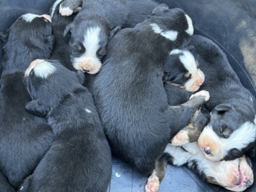 Bernese Mountain Dog – Filhotes Bernese – Poços de Caldas