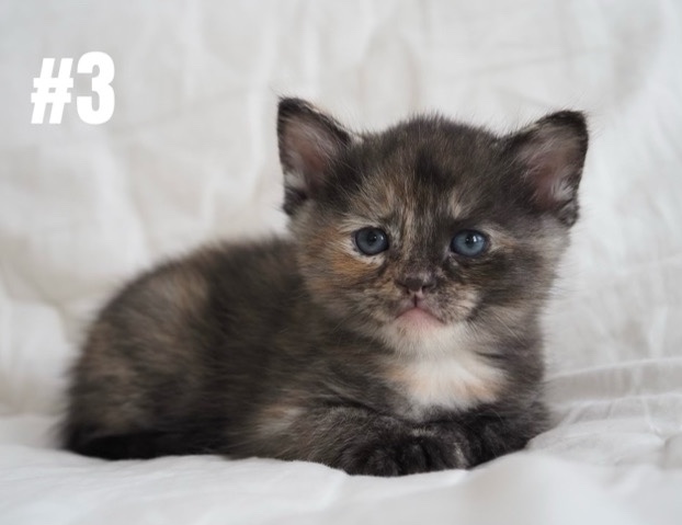 kitten for sale