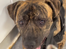 Staffordshire Bull Terrier – Bailey the staffy cross – Redditch