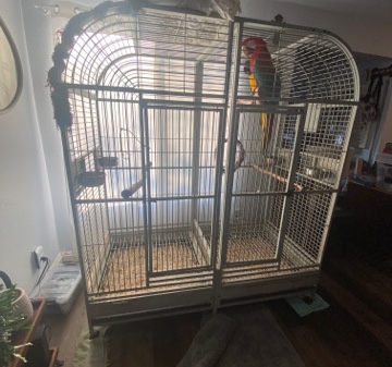 Two Young female Macaws for sale plus cafe