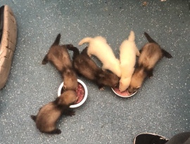 baby ferrets