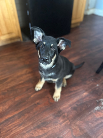 German Shepherd – German Shepherd Puppy!!