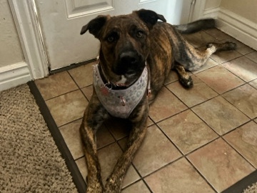 Mixed Breed – Playful, Loving, and Loyal Dog for Sale – Denver
