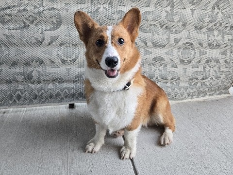 AKC Pembroke Welsh Corgi 