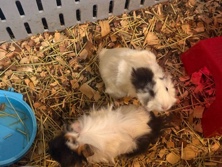 Fancy Guinea pigs and Guinea pigs – Miami