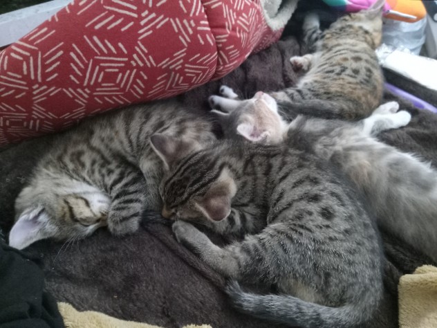Bengal – Bengal kittens
