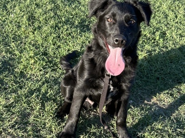 Flat-Coated Retriever – REHOMING 8 month old retriever/mix – Phoenix