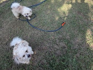 Shih Tzu – Sammie and Micah – Frisco