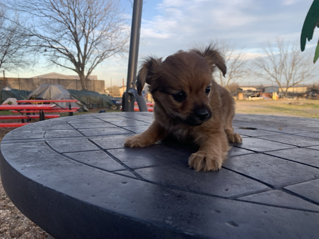 Dachshund – Coco