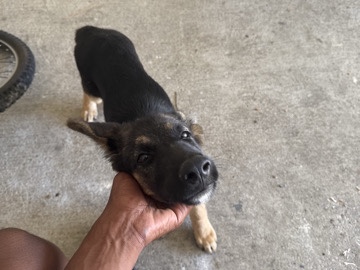 German Shepherd – German Sheppard puppy already has his shots and dewormer…. – Hampton