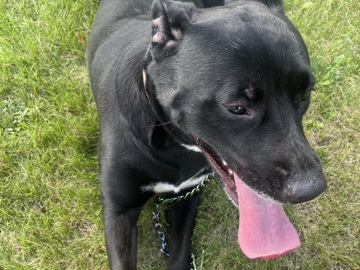 Mixed Breed – Beautiful Pitbull mix – Toronto